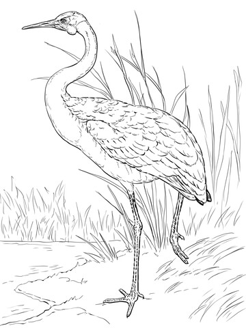 Australian Brolga Coloring Page